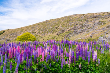 Obraz premium Beautiful Lupins flower around Lake Tekapo area, New Zealand.