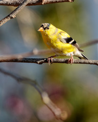 Goldfinch