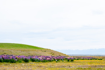 Fototapeta na wymiar Beautiful landscape of Lupins flower and Alpine mountains around Lake Tekapo area, New Zealand.
