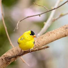 Goldfinch