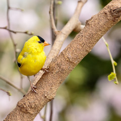 Goldfinch