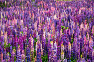 Belle fleur de Lupins autour de la région du lac Tekapo, Nouvelle-Zélande.