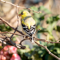 Goldfinch
