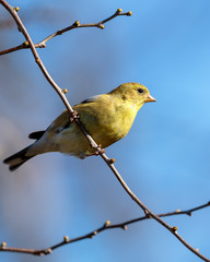 Goldfinch