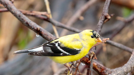 Goldfinch