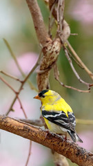 Goldfinch