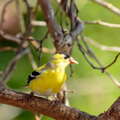 Goldfinch