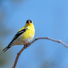 Goldfinch
