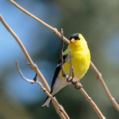 Goldfinch