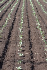 Cabbage cultivation