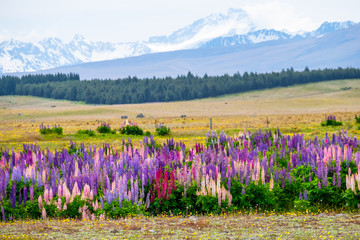 Obraz premium Beautiful landscape of Lupins flower and Alpine mountains around Lake Tekapo area, New Zealand.