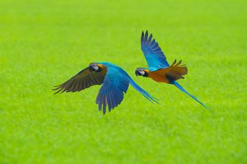 Blue and gold macaw flying on green background, Beautiful birds