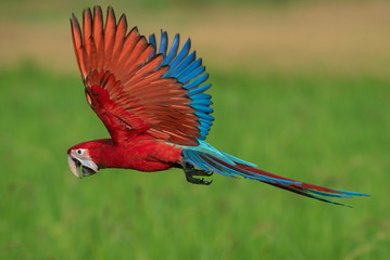 Green-winged macaw flying on green background,Beautiful bird