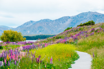 Beautiful Lupins flower around Lake Tekapo area, New Zealand.