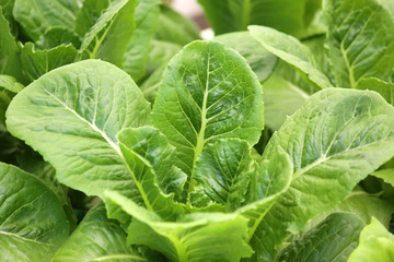 organic hydroponic vegetable in farm