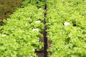 Fototapeta na wymiar organic hydroponic vegetable in farm