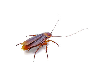 Cockroach isolated on white background.