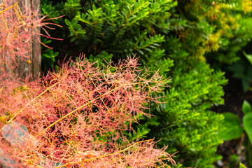 pink coral flowers with abstract patternd growthover deep green leaves