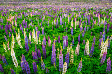 Beautiful Lupins flower around Lake Tekapo area, New Zealand.