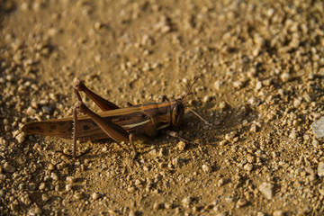 Grasshopper on the ground