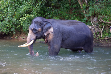 Elephant : Thai elephant walking in the river , selective focus. (Male elephant with long ivory)