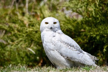 snowy owl on the hunt