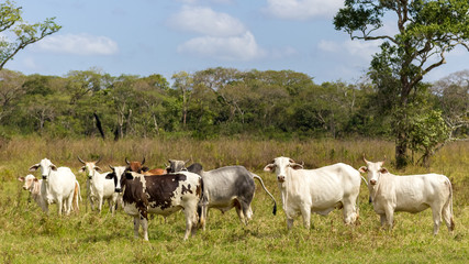 Fototapeta na wymiar beautiful cow in venezuela