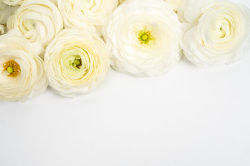 Fototapeta na wymiar White Ranunculus Flat lay on white background 