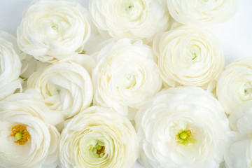 Obraz na płótnie Canvas White Ranunculus Flat lay on white background 