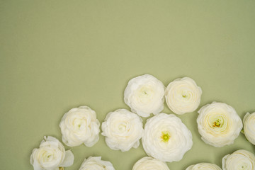 White Ranunculus flat lay on green background