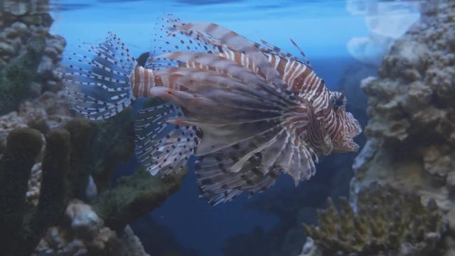 Lionfish (pterois) on coral reef waving his fins.