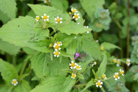 Hairy galinsoga (Galinsoga quadriradiata)