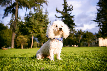small white dog sitting in the park
