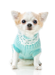 Obraz premium Chihuahua dog wearing knitted blue jumper with lace sitting isolated on white background 