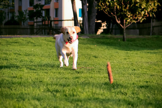 Yellow Labrador Retriever Running In The Park