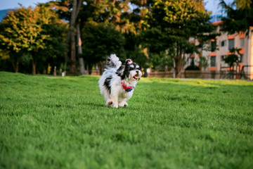 Naklejka na ściany i meble one small white and black dog running in the park