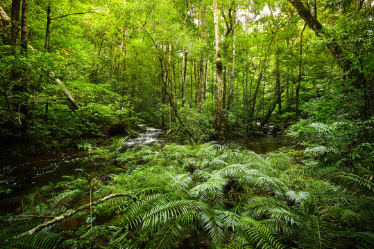 plant tropical fern forest / nature green plant rainforest tropical jungle fern tree with stream river