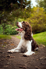 cocker dog lying on a park path