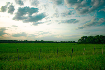 Paisaje, Campo