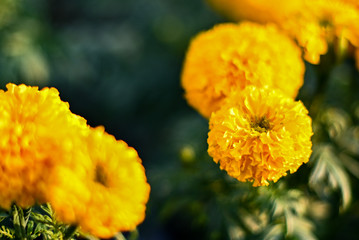 beautiful Marigold flower (Tagetes erecta, Mexican, Aztec or African marigold) in the garden.