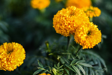 beautiful Marigold flower (Tagetes erecta, Mexican, Aztec or African marigold) in the garden.