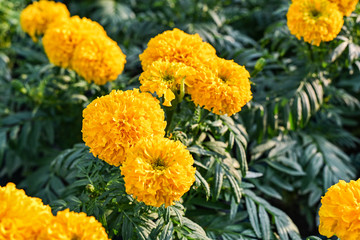 beautiful Marigold flower (Tagetes erecta, Mexican, Aztec or African marigold) in the garden.