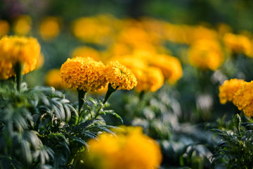 beautiful Marigold flower (Tagetes erecta, Mexican, Aztec or African marigold) in the garden.