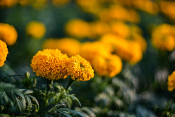 beautiful Marigold flower (Tagetes erecta, Mexican, Aztec or African marigold) in the garden.