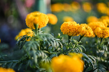 beautiful Marigold flower (Tagetes erecta, Mexican, Aztec or African marigold) in the garden.