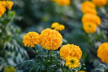 beautiful Marigold flower (Tagetes erecta, Mexican, Aztec or African marigold) in the garden.