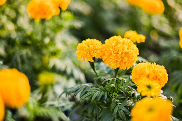 beautiful Marigold flower (Tagetes erecta, Mexican, Aztec or African marigold) in the garden.