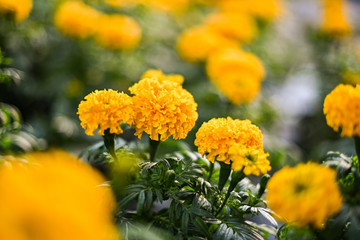 beautiful Marigold flower (Tagetes erecta, Mexican, Aztec or African marigold) in the garden.