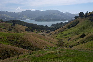 Overlooking the Otago Peninsula near Dunedin in the South Island in New Zealand