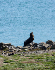 A New Zealand Fur Seal / Kekeno sunbathing and relaxing in Otago Penninsula near Dunedin